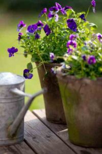 Violet, Honey and Sumac Drink Recipe Image